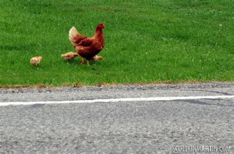 Descubre la Emoción de Jugar Chicken Road en España de Manera Oficial Online - overview