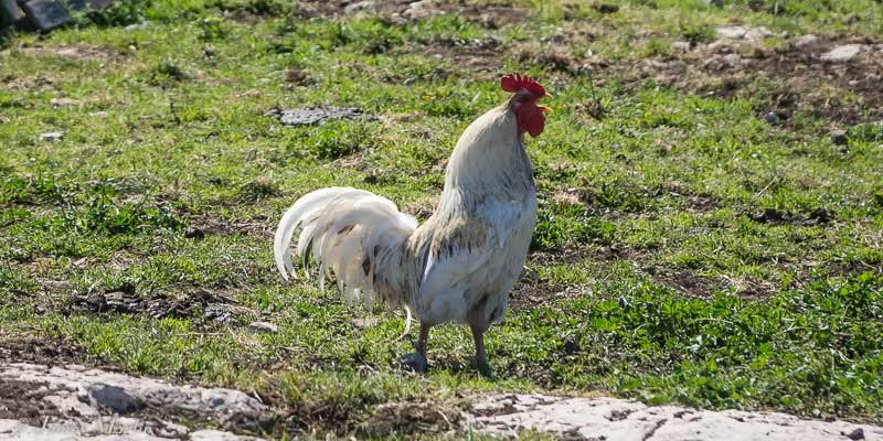 Italy - chicken road demo